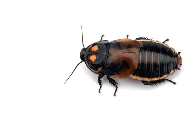 istock Giant cockroach isolated on white background 1133638570