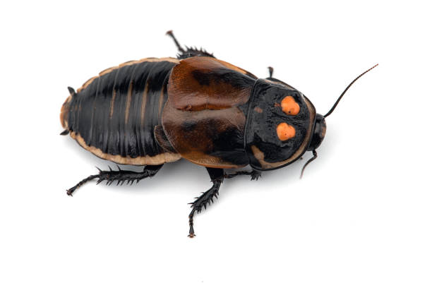 istock Giant cockroach isolated on white background 1133638571