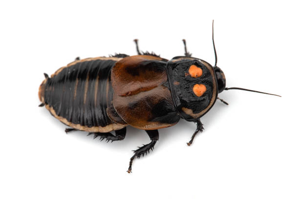istock Giant cockroach isolated on white background 1133638577