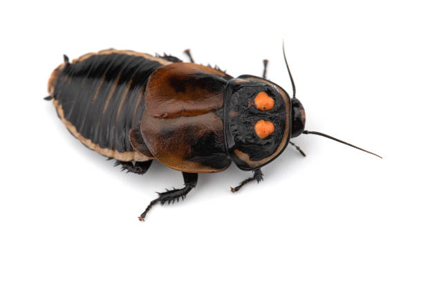 istock Giant cockroach isolated on white background 1133638595