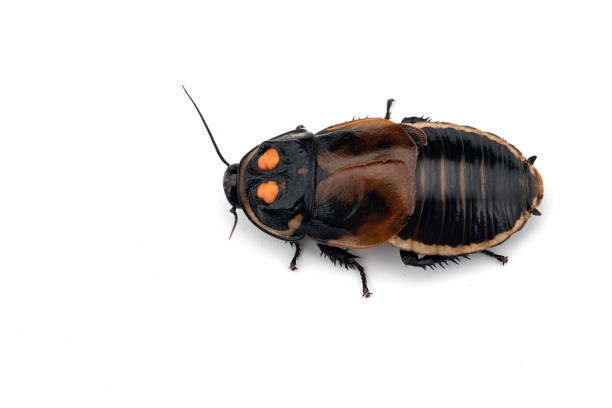 istock Giant cockroach isolated on white background 1133638696