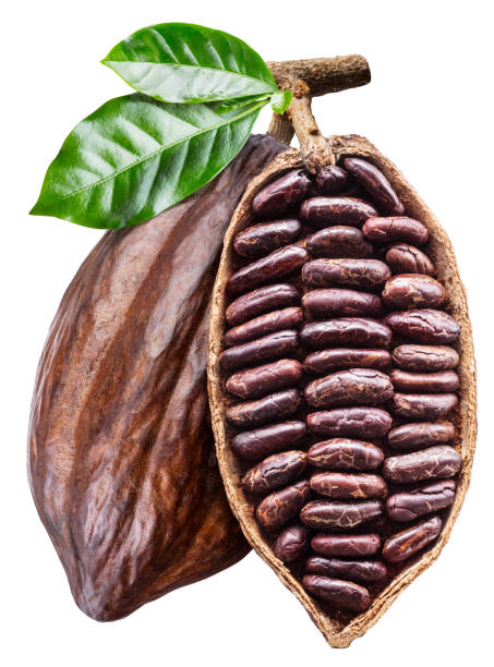 open cocoa pod with cocoa seeds which is hanging from the branch. - pod imagens e fotografias de stock