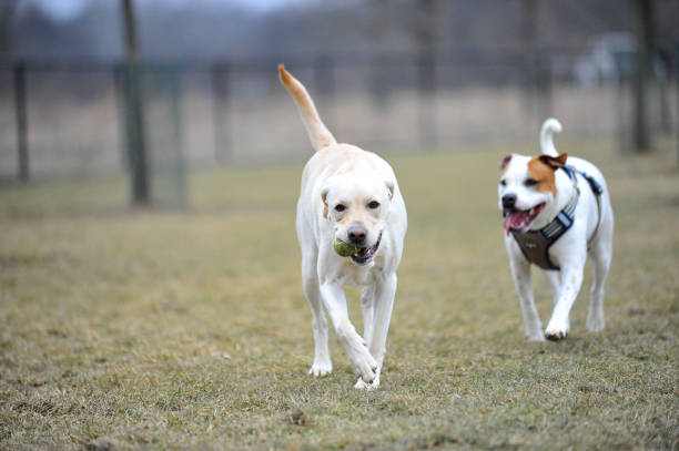 istock Pitbull and Labrador Retriever at no-leash dog park. 1133639772
