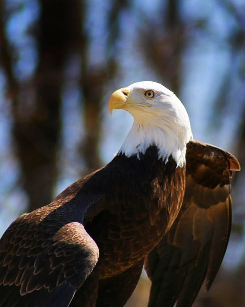 retrato da águia calva - north america bald eagle portrait vertical - fotografias e filmes do acervo