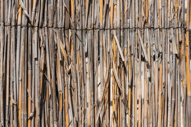 A reed wall with a bright texture and a light yellow background, tied with steel wire. High resolution, close-up.