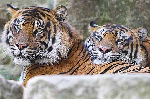 two tigers showing love close up