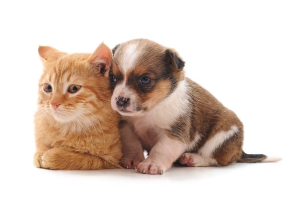 istock Small cat and puppy. 1133640385