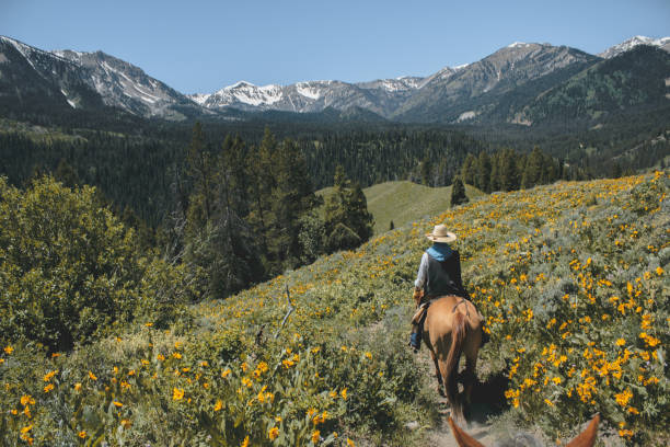 horse back riding in the rocky mountains - mounted imagens e fotografias de stock