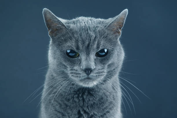 istock Studio portrait of a beautiful grey cat 1133642092