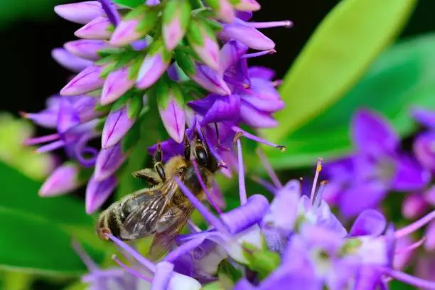 Close up of a bee pollinating a purple hebe flower