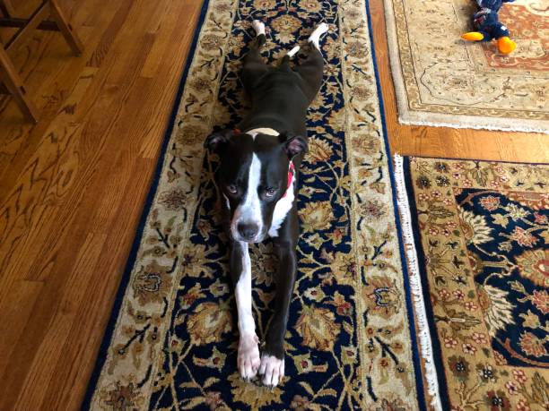 istock Large black and white dog on beautiful Persian runner with legs stretches behind 1133642288