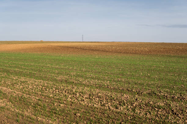 istock rural landscape with small cereal plant on the field 1133642401