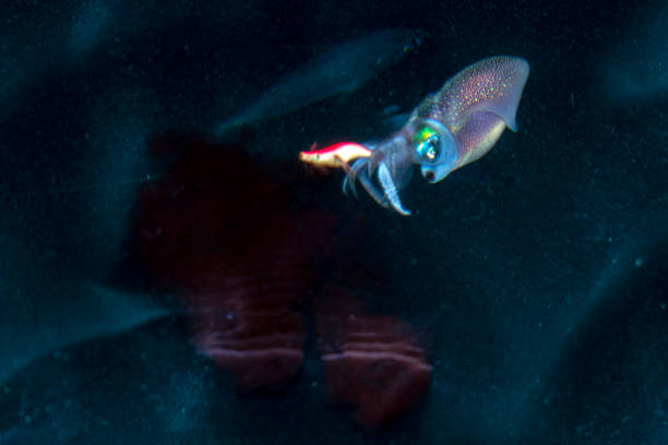 Inkin Fish 20+ Octopus Inking Stock Photos, Pictures & Royalty-Free Images - iStock