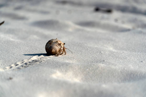 istock Hermit crab on white sand tropical paradise beach 1133644282