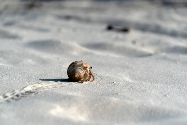 Hermit crab on white sand tropical paradise beach