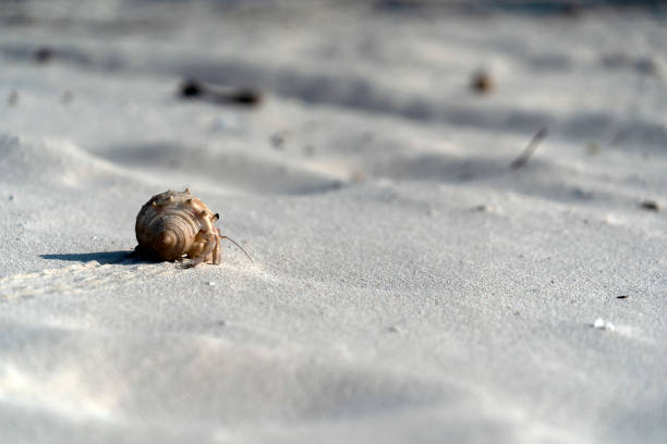 istock Hermit crab on white sand tropical paradise beach 1133644342