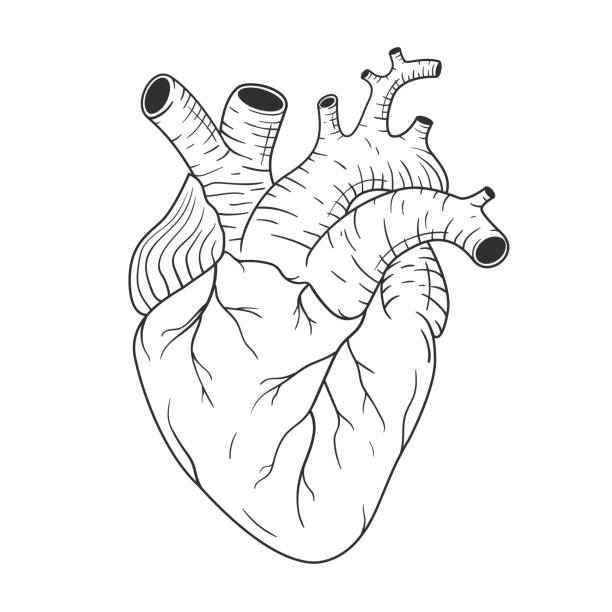 Ilustración de Corazón Humano Anatómicamente Correcto Dibujado A Mano Arte  Lineal Vector De Croquis En Blanco Y Negro y más Vectores Libres de  Derechos de Corazón - iStock