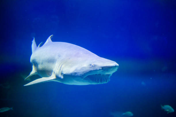 istock Shark in the water 1133645002