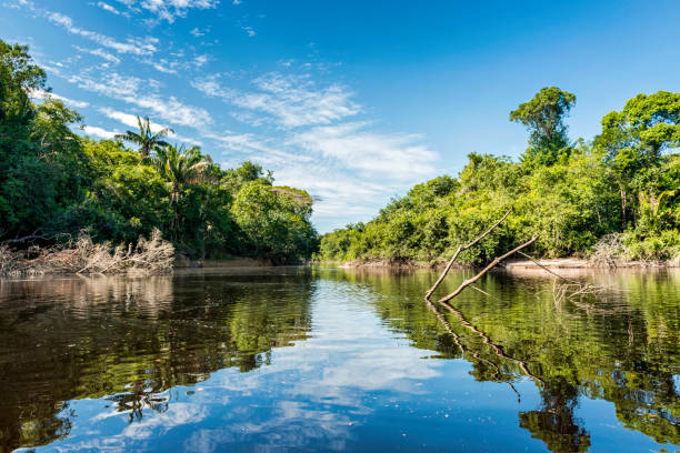istock Beautiful blue sky reflecting in the Amazonia Basin river 1133645530