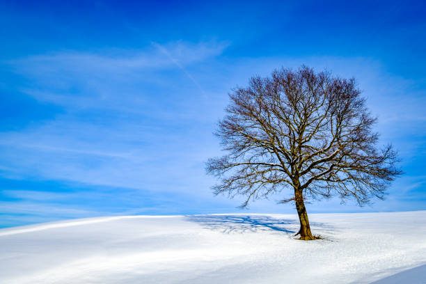 冬の裸の木 - bare tree tree single object loneliness ストックフォトと画像