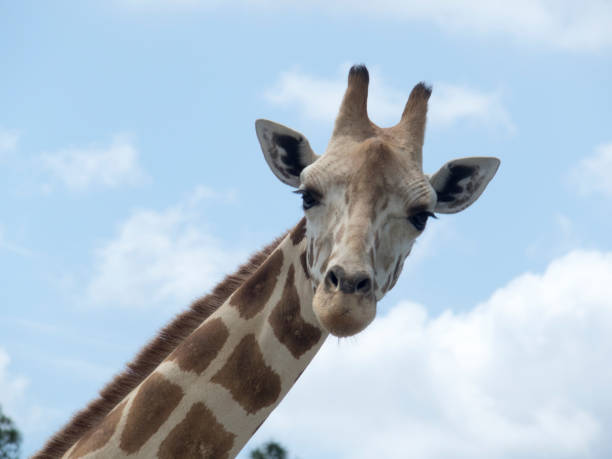 istock A head of a 