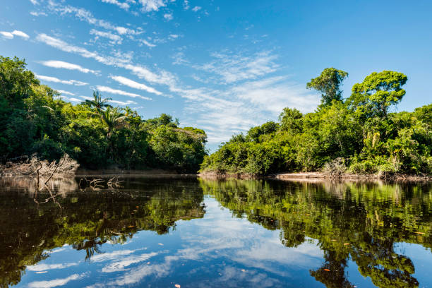 istock Beautiful blue sky reflecting in the Amazonia Basin river 1133645992
