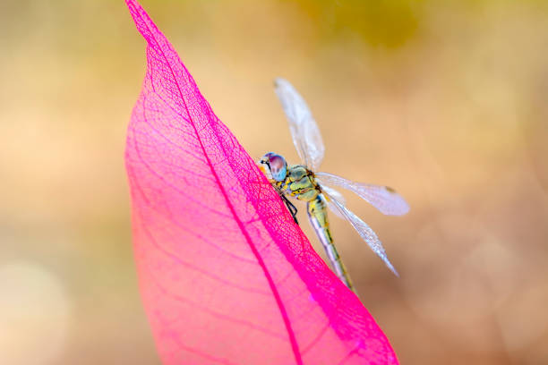 istock Beautiful dragonfly sitting on flower 1133646023