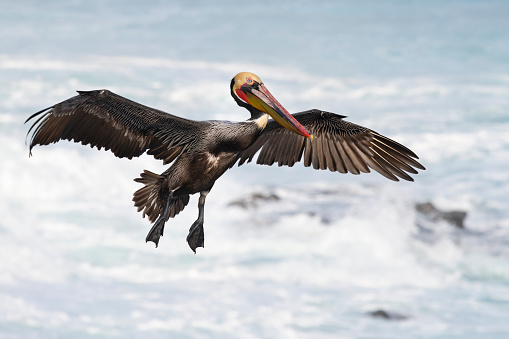 Bird in its breeding plumage in flight on Pacific coast.