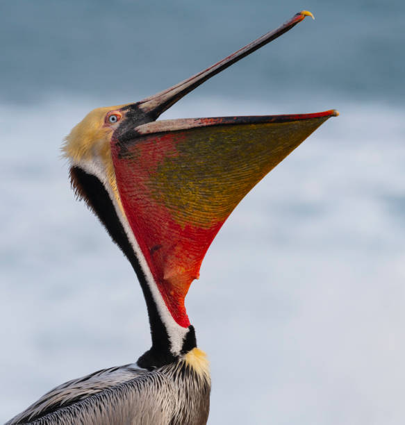 California Brown Pelican, pelecanus occidentalis californicus Bird in its breeding plumage on Pacific coast. Mouth open. brown pelican stock pictures, royalty-free photos & images