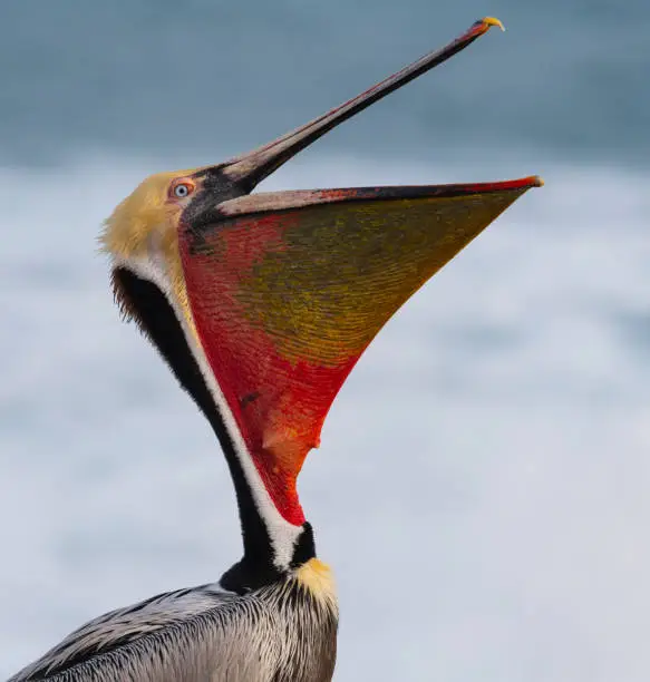 Bird in its breeding plumage on Pacific coast. Mouth open.