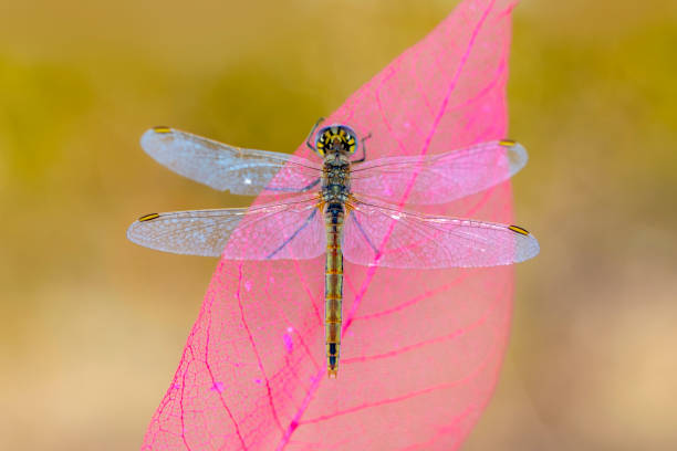 istock Beautiful dragonfly sitting on flower 1133647599