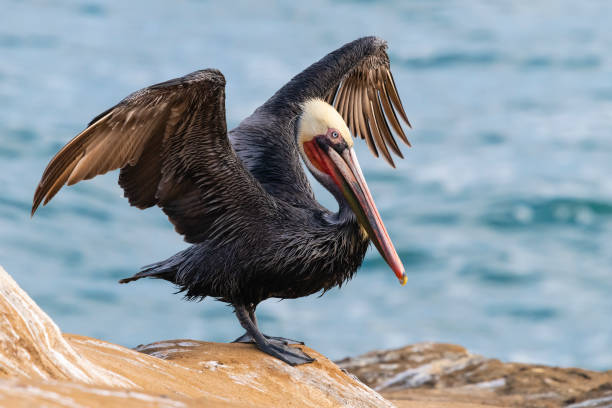 California Brown Pelican, pelecanus occidentalis californicus Bird in its breeding plumage on Pacific coast. brown pelican stock pictures, royalty-free photos & images