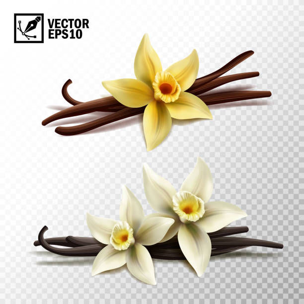 ilustraciones, imágenes clip art, dibujos animados e iconos de stock de vector realista aislado de vainilla palos y flores de vainilla en amarillo y blanco - vanilla