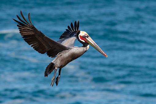 Bird in its breeding plumage in flight on Pacific coast.