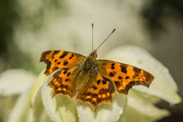 Colorful butterfly comma on a flower - closeup