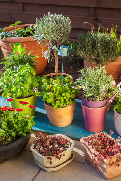 istock Variation of flower pots with herbs and other plants 1133651074