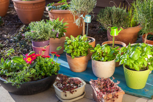 istock Variation of flower pots with herbs and other plants 1133651076