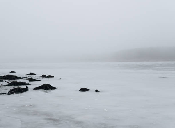 istock cutted tree protruding from ice cover on a shallow lake 1133653596