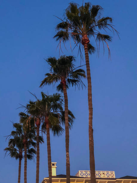 istock Sunset over the Pacific Ocean in Santa Monica, CA 1133653821