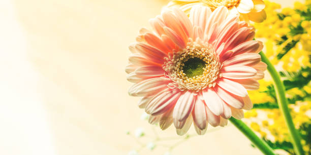 istock Bunch of beautiful flowers gerbera closeup 1133654096