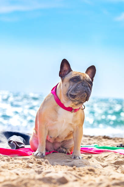 istock French bulldog in the Beach 1133655051