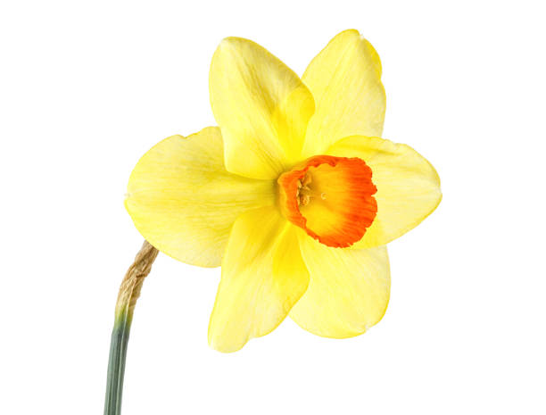 istock One yellow daffodil isolated on white background 1133655551