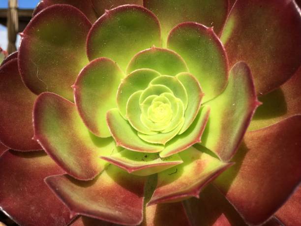 istock Red and green succulent in the sun 1133655852