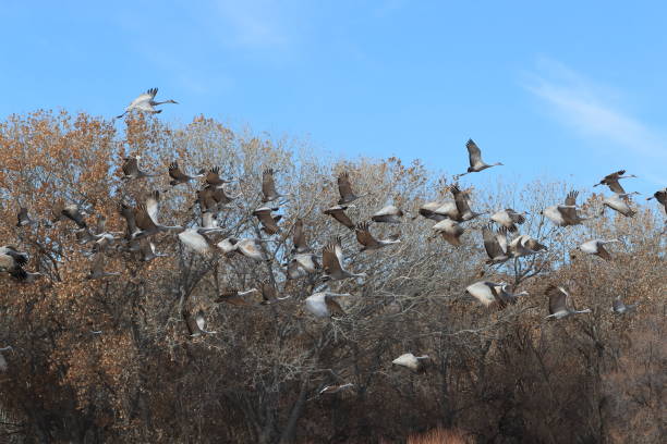 istock Sandhill Crane Bosque del Apache Wildlife Reserve New Mexico USA 1133659070