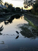 egret-basks-in-den-abendschatten-des-ballona-creek-in-venedig-ca.jpg?b=1&s=170x170&k=20&c=iJCLs7tJc26xEbg1u_sMYKNRFonI-cHpqIbkOUzrtkM=