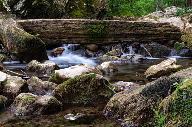 istock Mountain river and fresh clean streams of water running through the forest 1133659535
