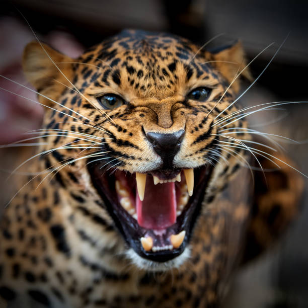 Caged leopard in Emirates Park Zoo, Abu Dhabi