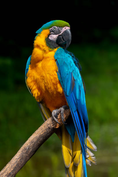 Parrot bird (Severe Macaw) sitting on the branch Parrot bird (Severe Macaw) sitting on the branch on dark background parrot stock pictures, royalty-free photos & images