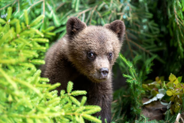 istock Cub of brown bear in the forest 1133659799