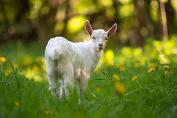 istock White baby goat standing on green grass 1133659833